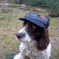 Jaime Read - Hat on the dog