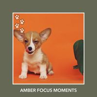 Relaxing Dog Music - Amber Focus Moments
