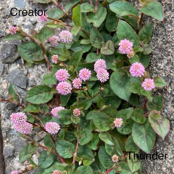 thunder - Creator