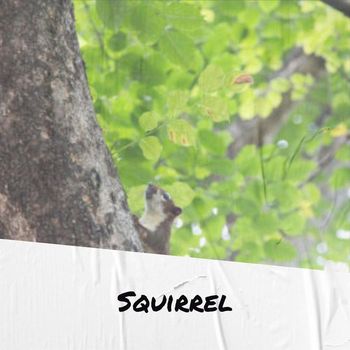 Various Artists - Squirrel