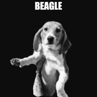 Beagle - Hypocrisy