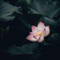 Serenity - Lotus
