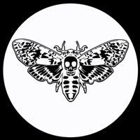 Black Velvet Butterfly - The Poverty Moth