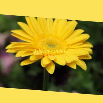 Various Artists - Windflower