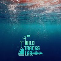 Wildtracks Lab - Subacqua Background Sounds