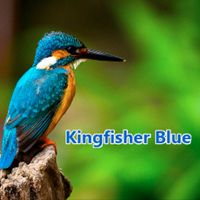 Andy Harding - Kingfisher Blue