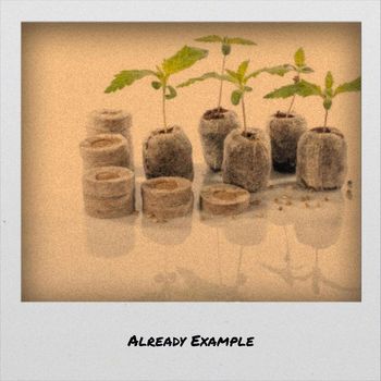 Various Artists - Already Example