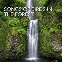 Iasonas - Songs Of Birds In The Forest