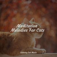 Music for Cats, Cat Music Experience, Cats Music Zone - Meditation Melodies For Cats