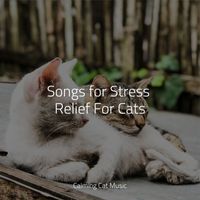 Music for Cats, Cat Music Experience, Cats Music Zone - Songs for Stress Relief For Cats