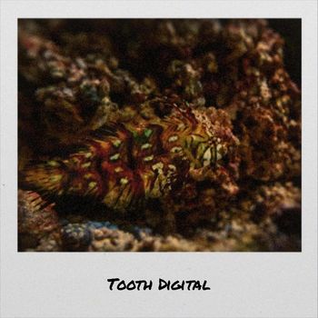 Various Artists - Tooth Digital