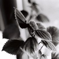 Surt, Reticent, Ritual Cycles - RC02