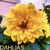 JAY - Dahlias (Explicit)