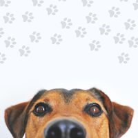 Músicas Para Cachorros - Para cachorros (Instrumental)