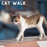 Healing BGM Girl - Cat Walk
