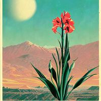 The Florist - Gladiolus