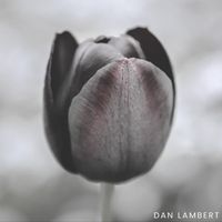Dan Lambert - Woven Mind