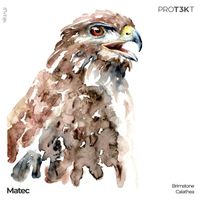 matec - Brimstone/Calathea