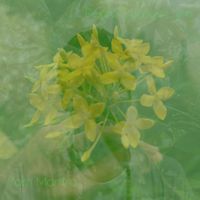 Pedro Soares Lyra - Yam Mantra