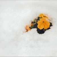 Behind Clouds - hidden gardens
