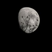 MystersB - Black Moon