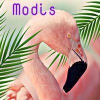 Flamingos - Modis
