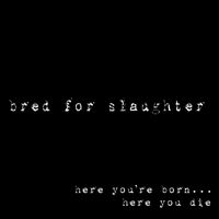 Bred for Slaughter - Here You’re Born... Here You Die