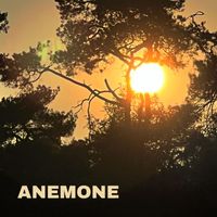 Anemone - Freebird