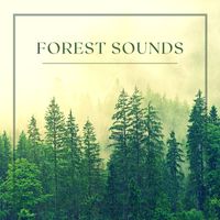 Deep Forest - Forest Sounds - Rain, Birds, Wind and Relaxing Music
