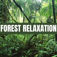 Forest - FOREST RELAXATION
