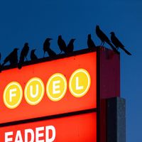 Nebraska - Chant des oiseaux