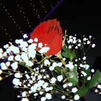 Pop Levi - Still In Love With You