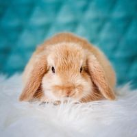 Levity Beet - Bunny Hop - We're so ready for Spring!