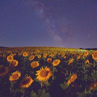 Spex - Sunflower Field