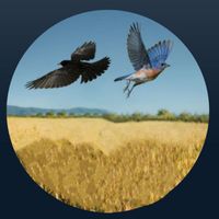 Dennis Casey - The Bluebird Ending