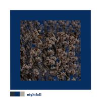 Nightfall - honeycomb buzz (noise)
