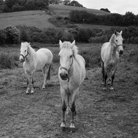 Rob Baird - Horses