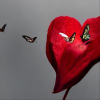 Michael Davidson - Heartbeats and Butterflies