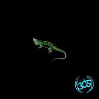 RhythmDB - Night of the Iguana