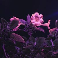 Rafael Cerato - Failure & Flowers