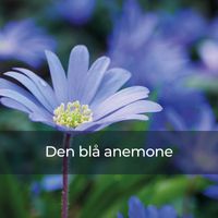 Zenobia - Den blå anemone (Hvad var det dog der skete?)