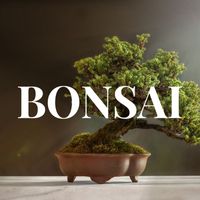 Zen - BONSAI