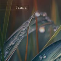 Fauna - everglades (nature)
