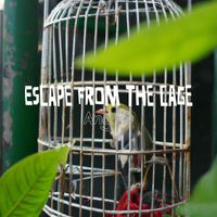 Angelo - Escape from the cage
