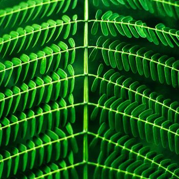 Chlorophyll - Ascend