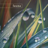 Fauna - joshua tree (nature)