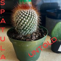 Spatula - Untold (Explicit)