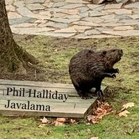 Phil Halliday - Javalama