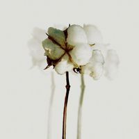 Dionaea - Ивановский цветочек (Explicit)