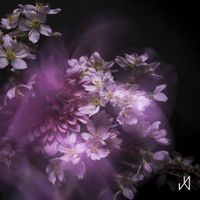 Daigo Hanada - Sakura Sakura